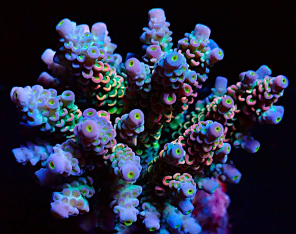 Bali Acropora