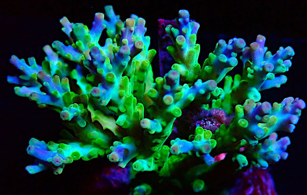 Bali Acropora