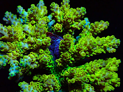 Bali Acropora