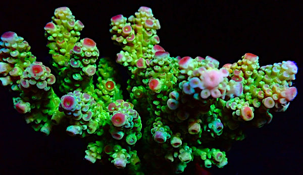 Bali Acropora