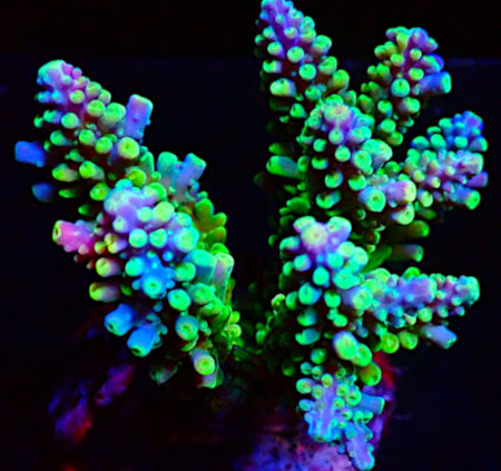 Bali Acropora