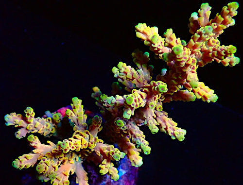 Bali Acropora