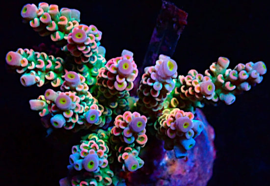 Bali Acropora