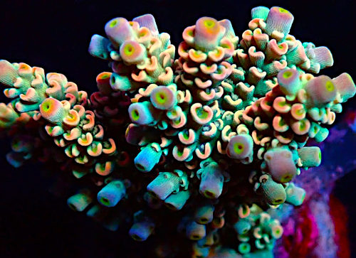 Bali Acropora