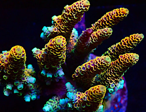 Bali Acropora