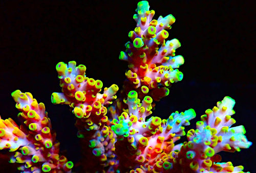 Bali Acropora