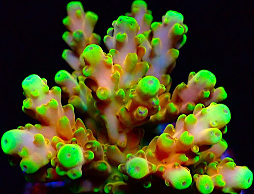 Bali Acropora