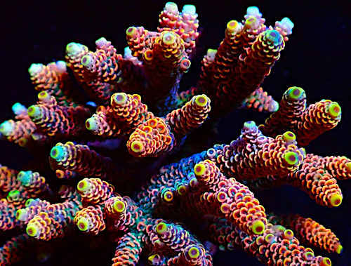 Bali Acropora