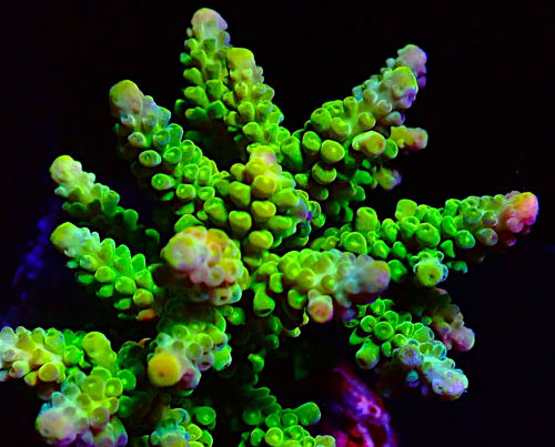 Bali Acropora