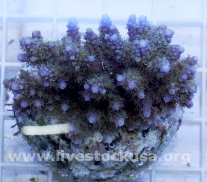 Bali Acropora