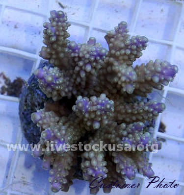 Bali Acropora