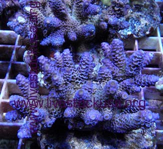 Bali Cultured Acropora