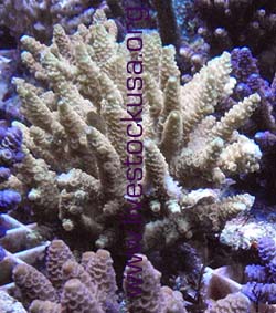 Bali Cultured Acropora