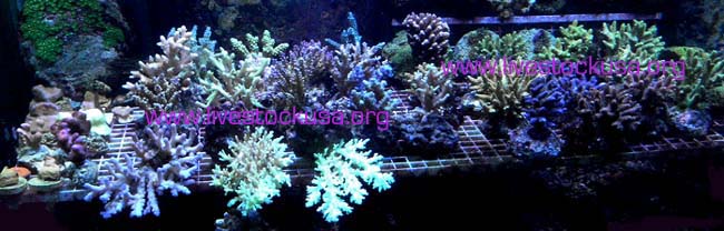Bali Acropora