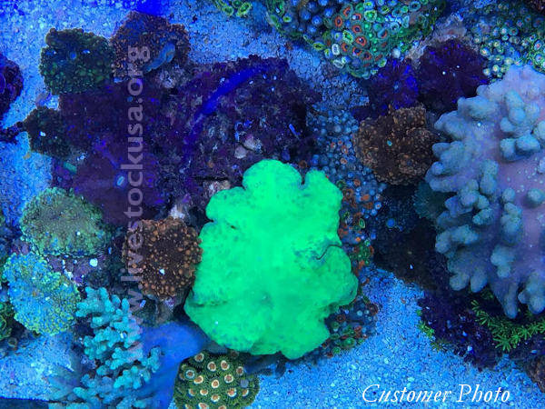 Vietnam Corals