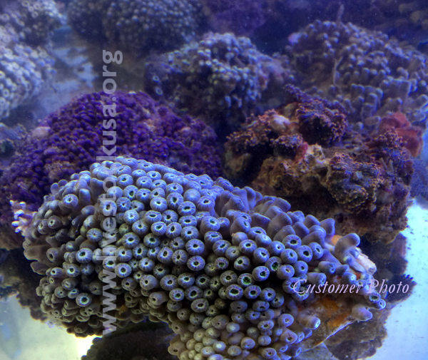 Vietnam Corals