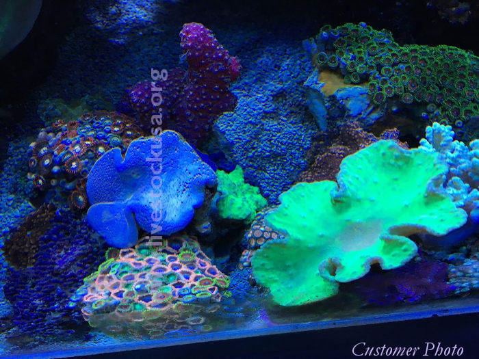 Vietnam Corals