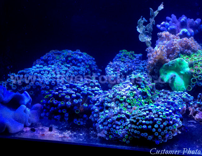 Vietnam Coral