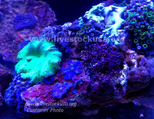 Vietnam Soft Corals