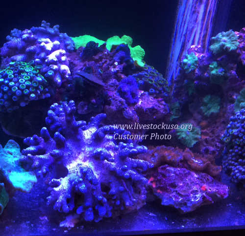 Vietnam Coral