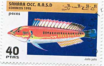 Wrasse