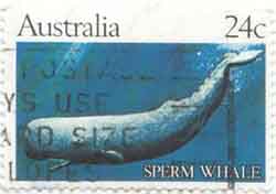 Sperm Whale