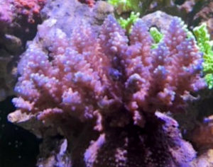 Fiji Acropora