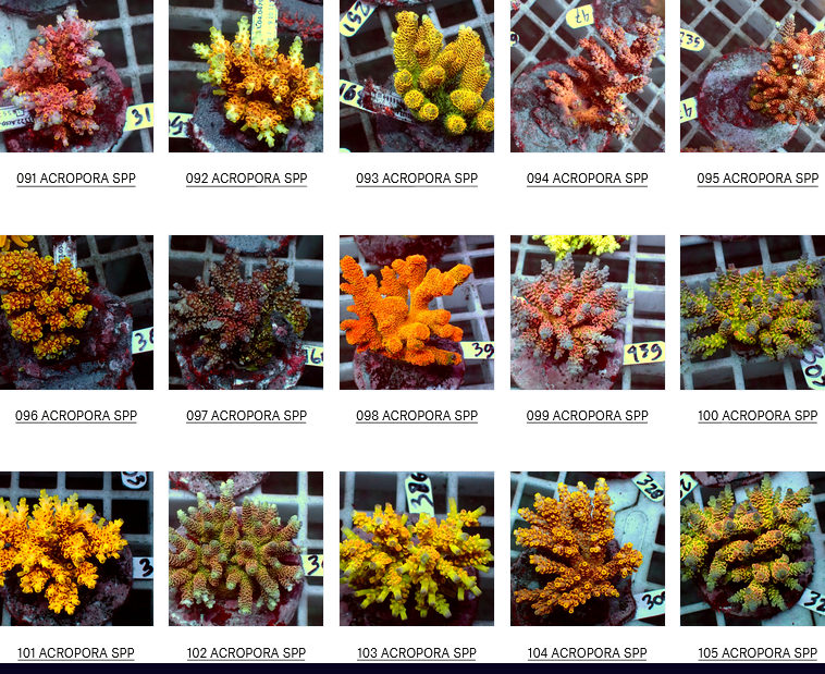 Flores Corals