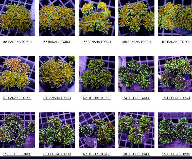 Flores Corals