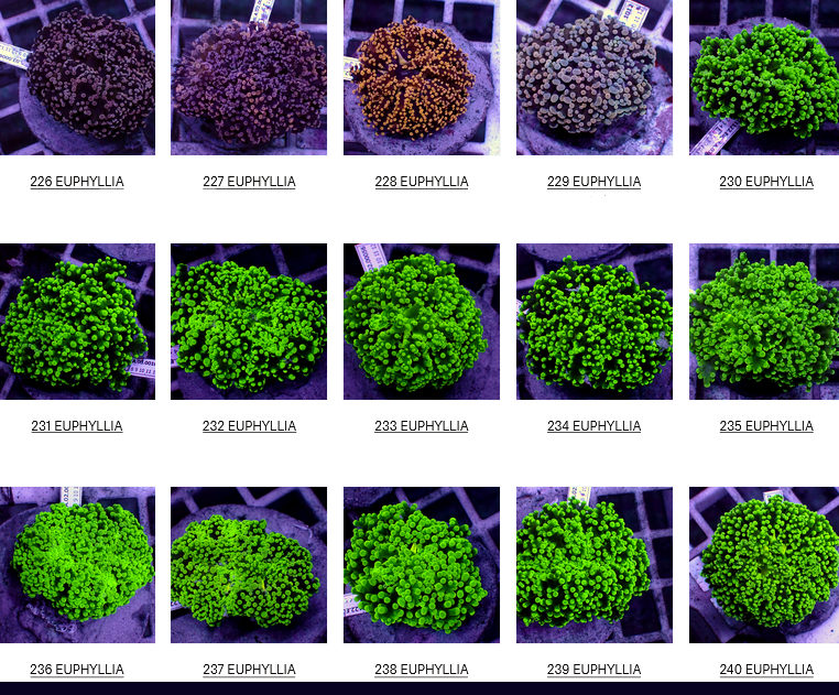 Flores Corals