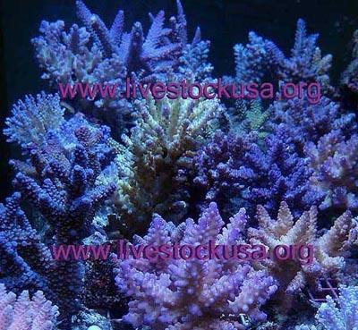 Java Cultured Acropora