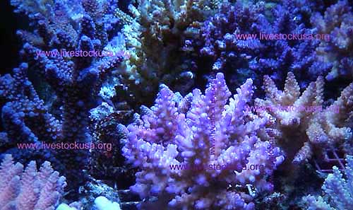 Java Cultured Acropora