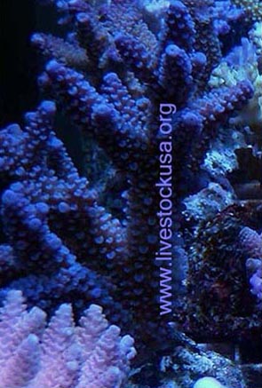 Java Cultured Acropora