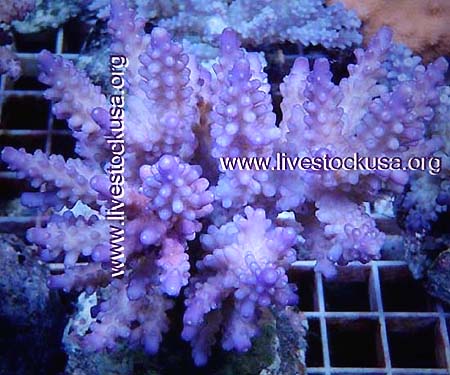 Java Cultured Acropora