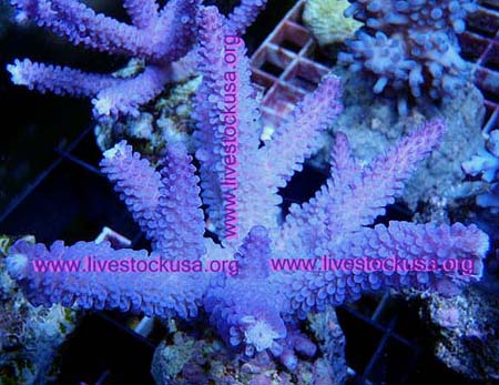 Java Cultured Acropora