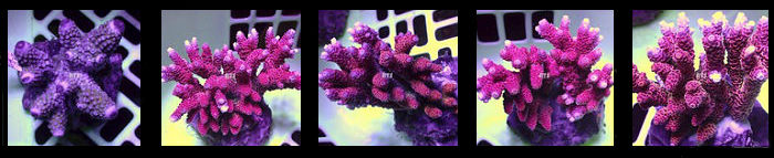 Acropora humilus - hyacinthus