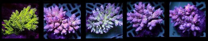 Acropora tenuis