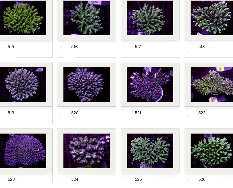 Kupang Acropora