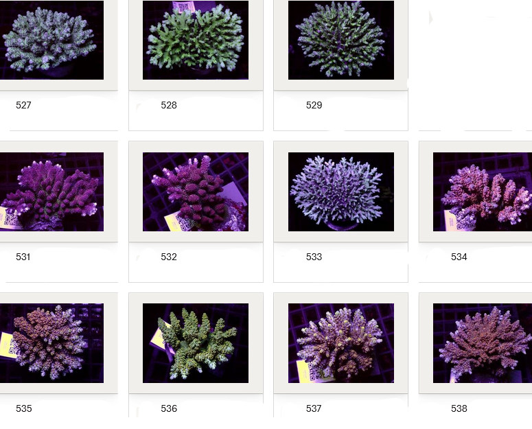 Kupang Acropora