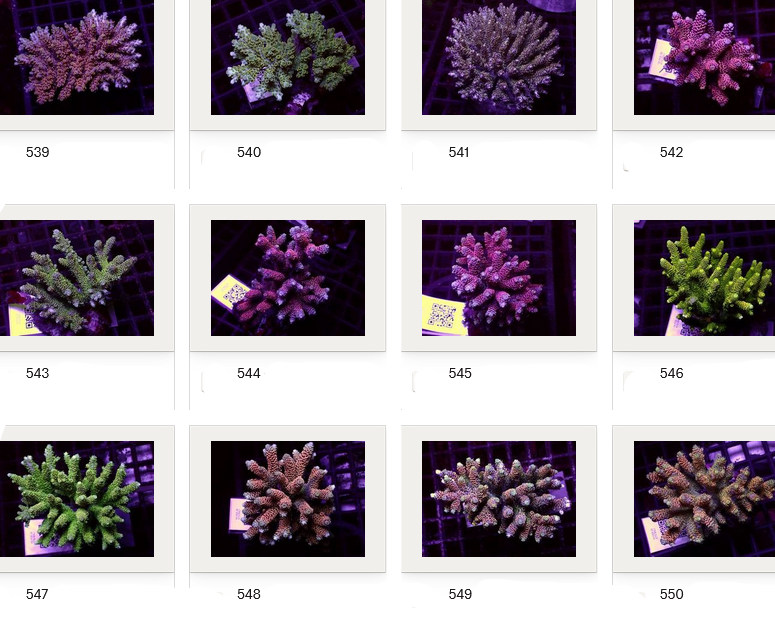 Kupang Acropora