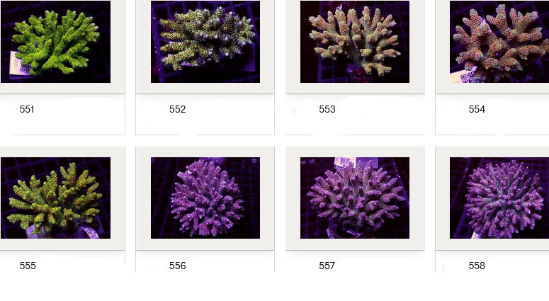 Kupang Acropora