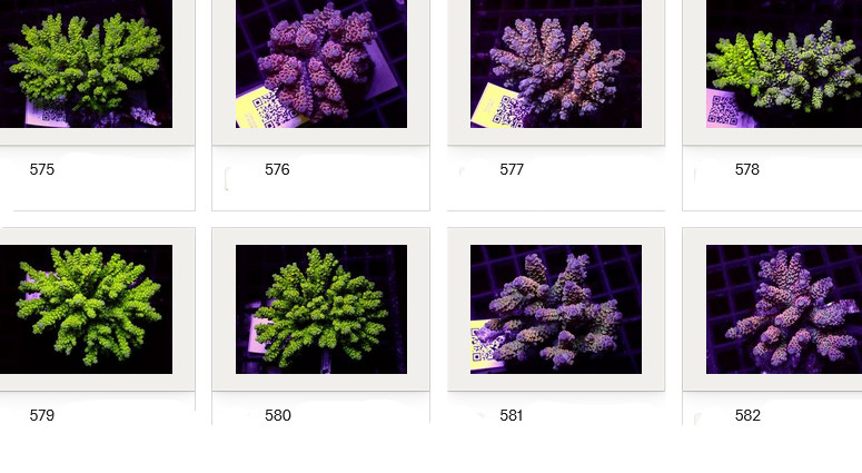 Kupang Acropora