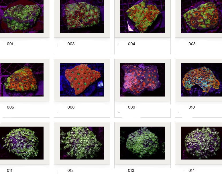 Kupang Corals