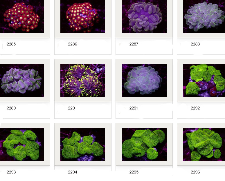 Kupang Corals