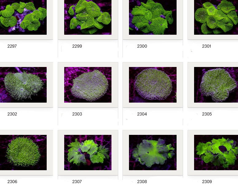 Kupang Corals