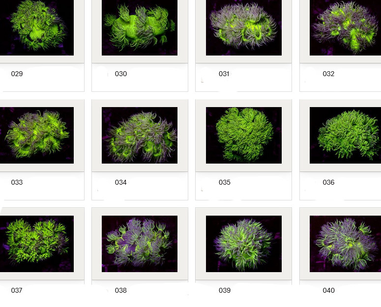 Kupang Corals