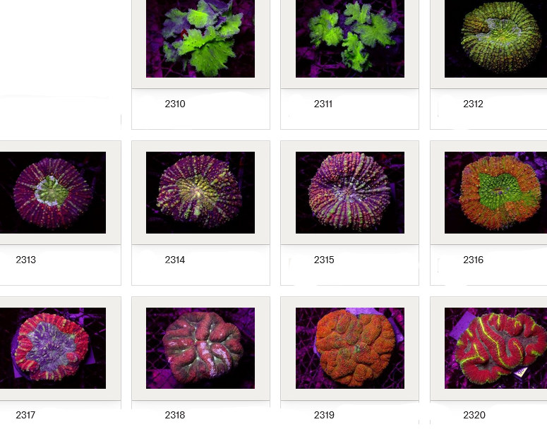 Kupang Corals