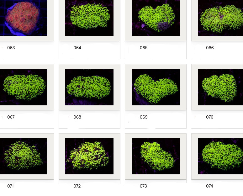 Kupang Corals