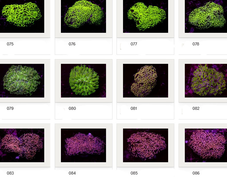 Kupang Corals