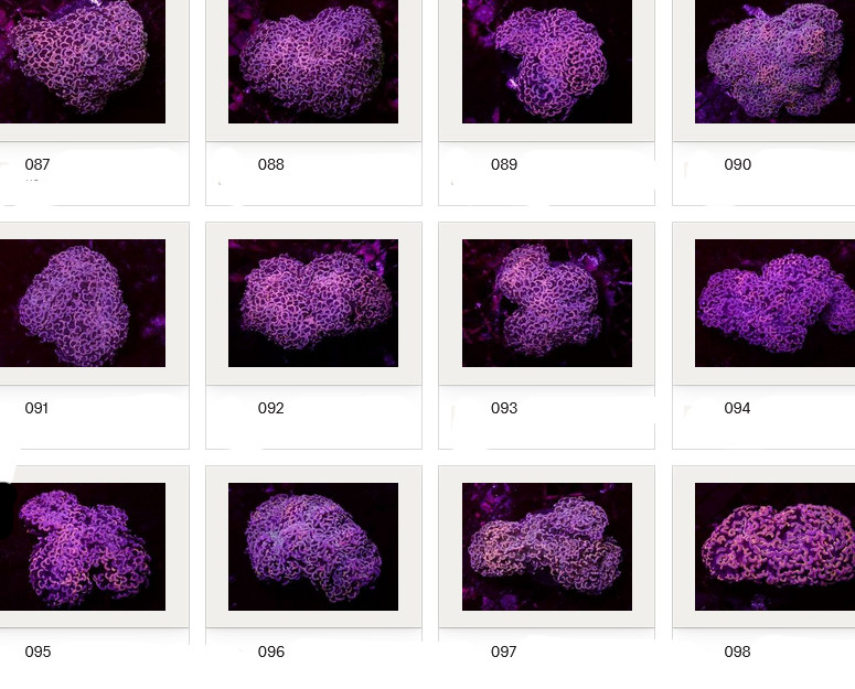 Kupang Corals